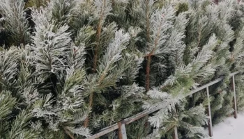 Названы адреса ёлочных базаров в Калуге