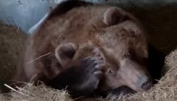 В Калуге медведица Маша готовится к спячке