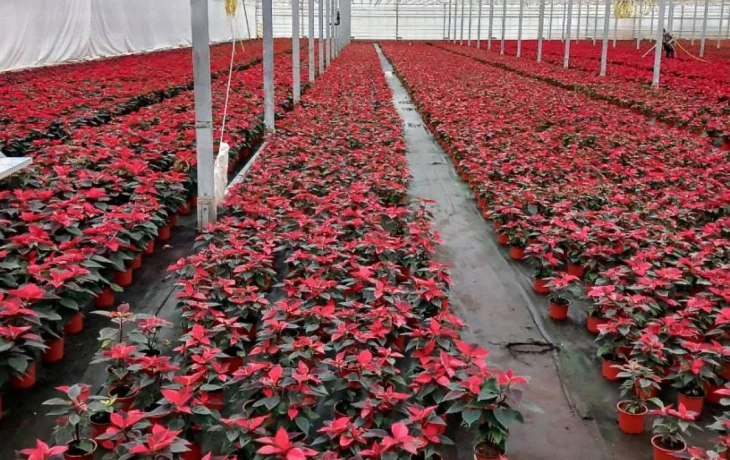 Более 46 тыс новогодних пуансеттий отправлено из Калужской области