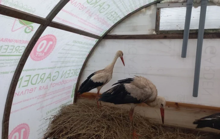 Два аиста из калужского &laquo;Феникса&raquo; отправились в &laquo;Рязанский дом аиста&raquo;