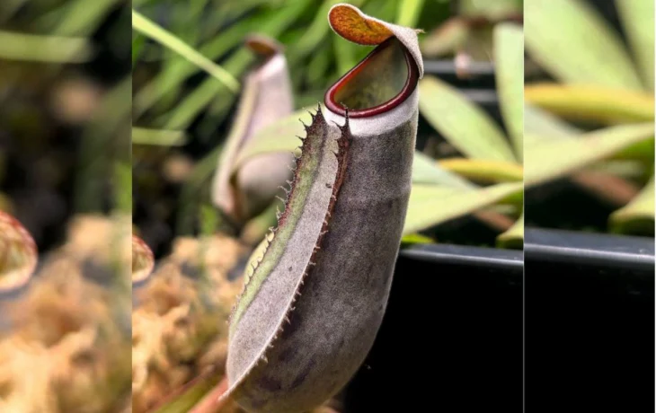 В Ботаническом саду калужского университета расцвел уникальный хищник