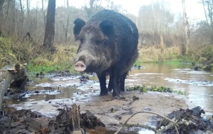 В первые дни зимы камера засняла кабана в калужском лесу В первые дни зимы камера засняла кабана в калужском лесу