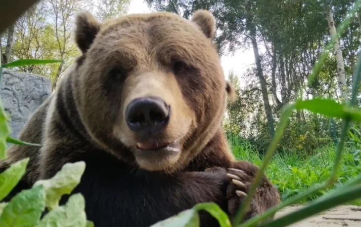 Бурый медведь останется в Красной книге Калужской области