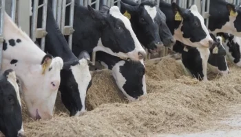 В Калужской области выявили два очага лейкоза крупного скота