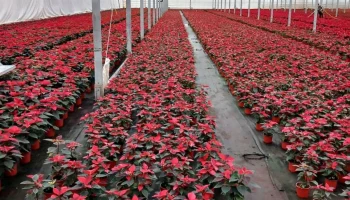 Более 46 тыс новогодних пуансеттий отправлено из Калужской области
