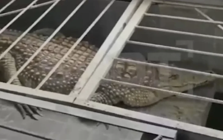 Прокуратура проверит обнинскую телекомпанию, держащую в офисе крокодила Прокуратура проверит обнинскую телекомпанию, держащую в офисе крокодила