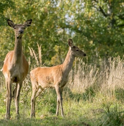 Охотхозяйство «Воря» Охотхозяйство «Воря»
