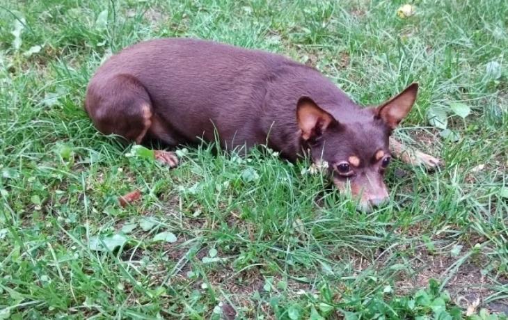 В калужском регионе отменили карантин по бешенству
