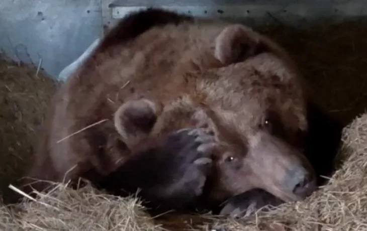 В Калуге медведица Маша готовится к спячке В Калуге медведица Маша готовится к спячке