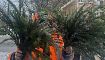 Почем она, нарядная? За сколько можно купить настоящую ель на улицах Калуги