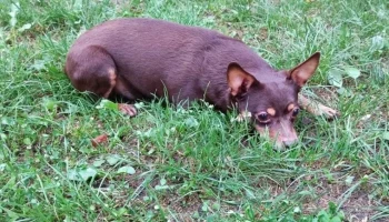 В калужском регионе отменили карантин по бешенству