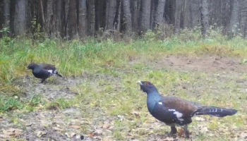 Готовящихся к зиме глухарей засняли в калужском заповеднике