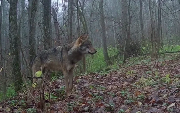 Одинокого волка засняла скрытая камера в калужском заповеднике Одинокого волка засняла скрытая камера в калужском заповеднике