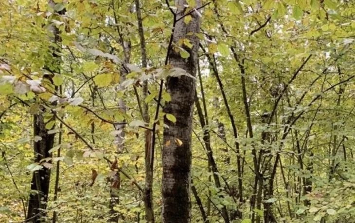В калужском заповеднике фотоловушка подловила норку за водными процедурами