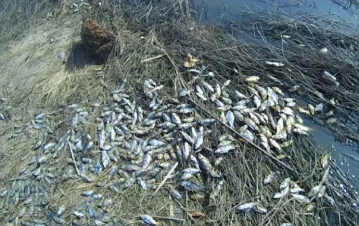 Возбуждено уголовное дело о массовой гибели рыбы в реке Калужской области