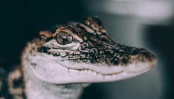 Крокодила из обнинской телекомпании перевезут в вольер