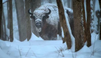 Красивого заснеженного зубра сняли в калужском заповеднике