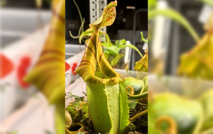 В ботаническом саду калужского университета зацвел редкий хищник В ботаническом саду калужского университета зацвел редкий хищник