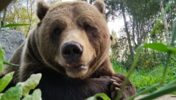 Бурый медведь останется в Красной книге Калужской области