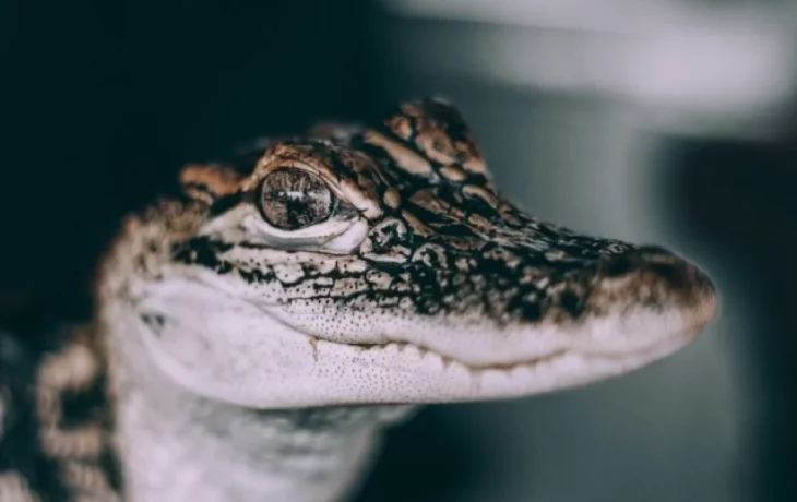 Крокодила из обнинской телекомпании перевезут в вольер Крокодила из обнинской телекомпании перевезут в вольер