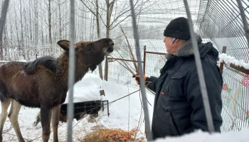 Стали известны подробности о лосенке, вышедшем к людям под Калугой