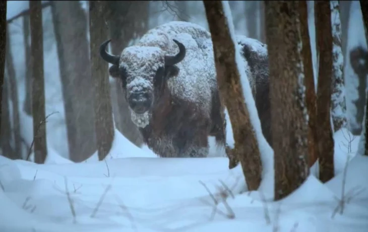 Красивого заснеженного зубра сняли в калужском заповеднике