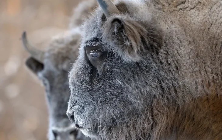 Жители Калужской области собрали сто тысяч на корм зубрам Жители Калужской области собрали сто тысяч на корм зубрам
