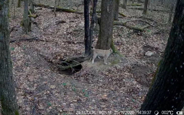 Рысь с котятами попала в фотоловушки калужского заповедника