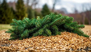 В Калуге открылся пункт приема новогодних елок