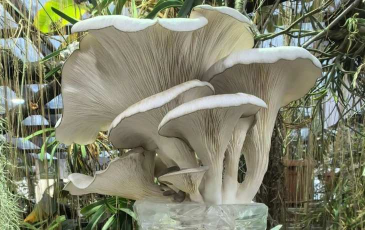 Первый урожай вешенки собрали в Ботаническом саду калужского университета