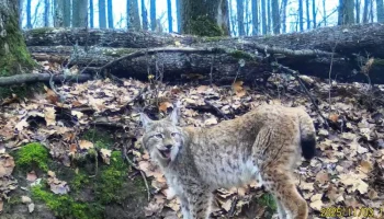 Рысь попала в фотоловушки заповедника &laquo;Калужские засеки&raquo;