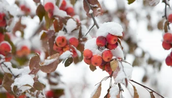 Возвращение зимы ожидается к концу следующей недели в Калужской области