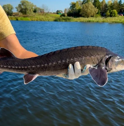 Осетровая ферма «Дикая Калуга» Осетровая ферма «Дикая Калуга»