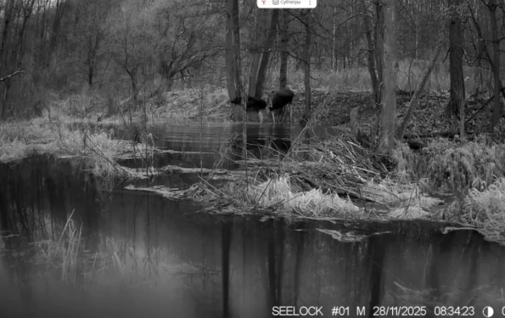 В объектив фотоловушки калужского заповедника попали лоси В объектив фотоловушки калужского заповедника попали лоси