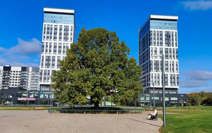 Дуб у Дома Ученых