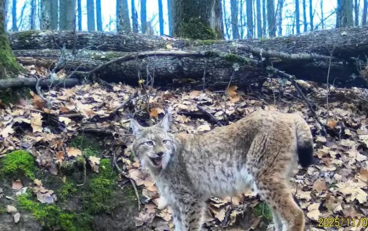Рысь попала в фотоловушки заповедника &laquo;Калужские засеки&raquo;
