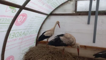 Два аиста из калужского &laquo;Феникса&raquo; отправились в &laquo;Рязанский дом аиста&raquo;