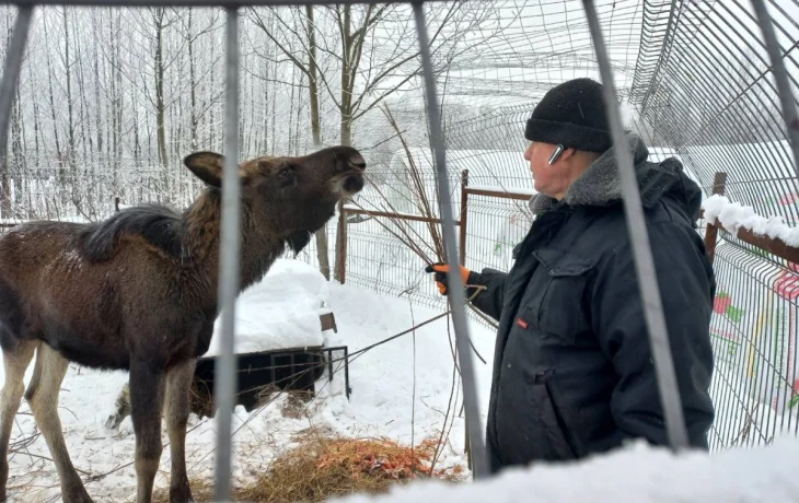 Стали известны подробности о лосенке, вышедшем к людям под Калугой