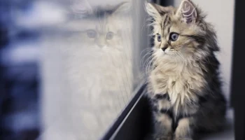 Лучше всего предсказывать погоду в закрытых помещениях. Представляем прогноз на 8 января в Калуге