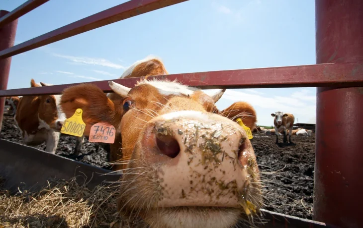 В Калужской области ввели карантин по лейкозу крупного рогатого скота
