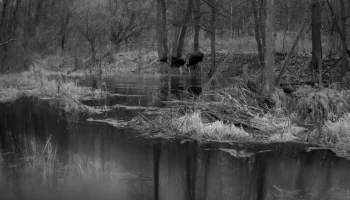 В объектив фотоловушки калужского заповедника попали лоси