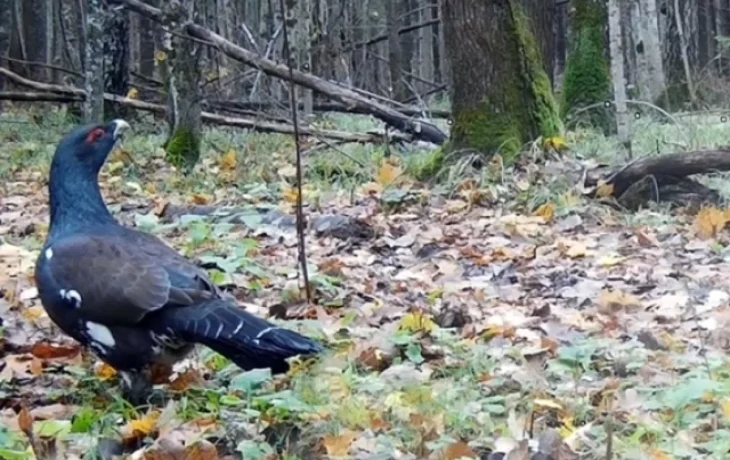 Камера калужского заповедника поймала глухаря и глухарку