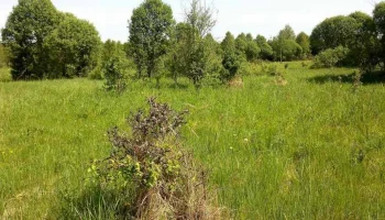 В Калужской области оштрафовали владельца заросшего и захламленного участка