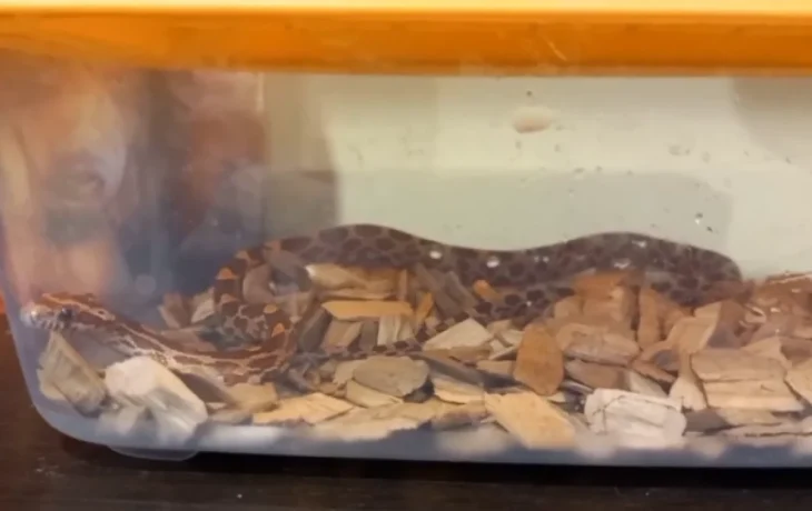 Калужанка обнаружила у себя в квартире змею