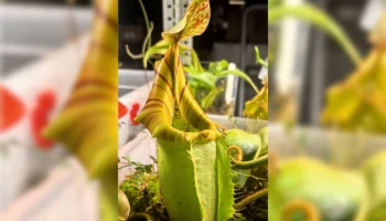 В ботаническом саду калужского университета зацвел редкий хищник