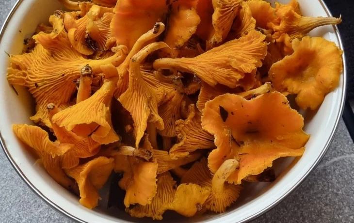 Почти 900 тонн грибов экспортировали за границу из Калужской области