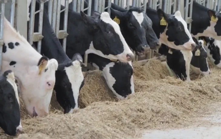 В Калужской области выявили два очага лейкоза крупного скота