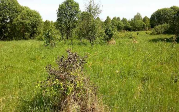 В Калужской области оштрафовали владельца заросшего и захламленного участка