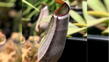 В Ботаническом саду калужского университета расцвел уникальный хищник