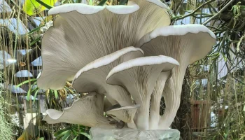 Первый урожай вешенки собрали в Ботаническом саду калужского университета